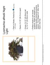 Lysimachia alfredii Night Light - 1