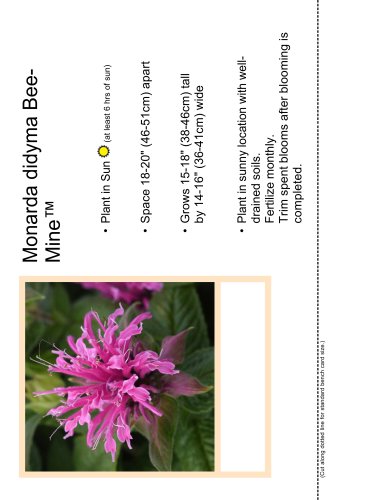 Monarda didyma BeeMine™