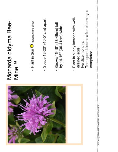 Monarda didyma BeeMine™