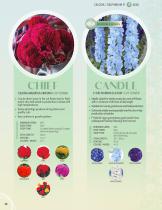 CUT FLOWER CATALOG 2024/2025 - 10