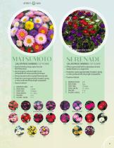 CUT FLOWER CATALOG 2024/2025 - 7