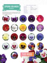 PANSY AND VIOLA - 4