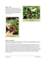 SunPatiens® Culture Guide - 5