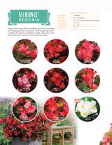 VIKING® BEGONIA - 3