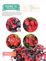 VIKING® BEGONIA - 4