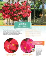 VIKING® BEGONIA - 5