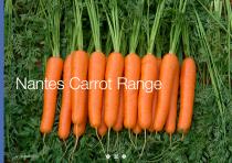Carrot brochure-14