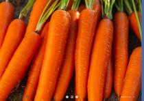 Carrot brochure-17
