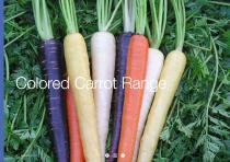 Carrot brochure-20