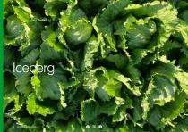 Open Field Lettuce brochure-10