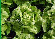Open Field Lettuce brochure-14