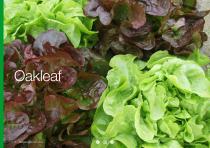 Open Field Lettuce brochure-17