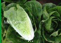 Open Field Lettuce brochure-20