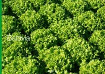 Open Field Lettuce brochure-22
