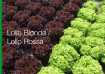 Open Field Lettuce brochure-24