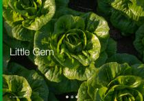Open Field Lettuce brochure-26