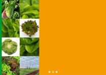 Open Field Lettuce brochure-2