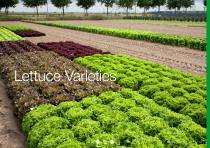 Open Field Lettuce brochure-9