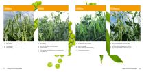 Peas assortment - 8