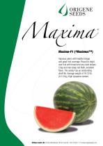 MaximaDS-1