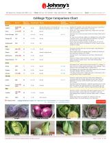 cabbage-standard-types - 1