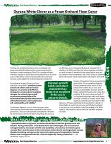 Durana Pecan Orchards - 2