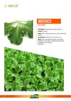 BABY LEAF-4