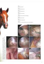 Laparoscopie et thoracoscopie en linique veterinaire equine-3