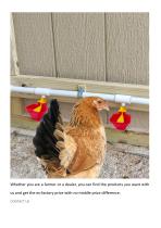 Automatic Chicken Water Cup-3