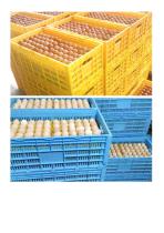 Folding Egg Crate-5