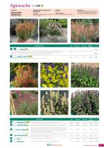 BLUMEN Saatgut 2023-2025-7