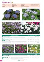 BLUMEN Saatgut 2023-2025-8