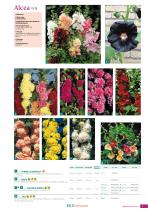 BLUMEN Saatgut 2023-2025-9