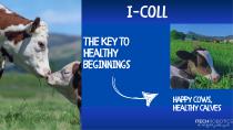 I-COLL-4