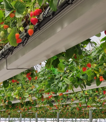 J. Huete Greenhouses Photo 6