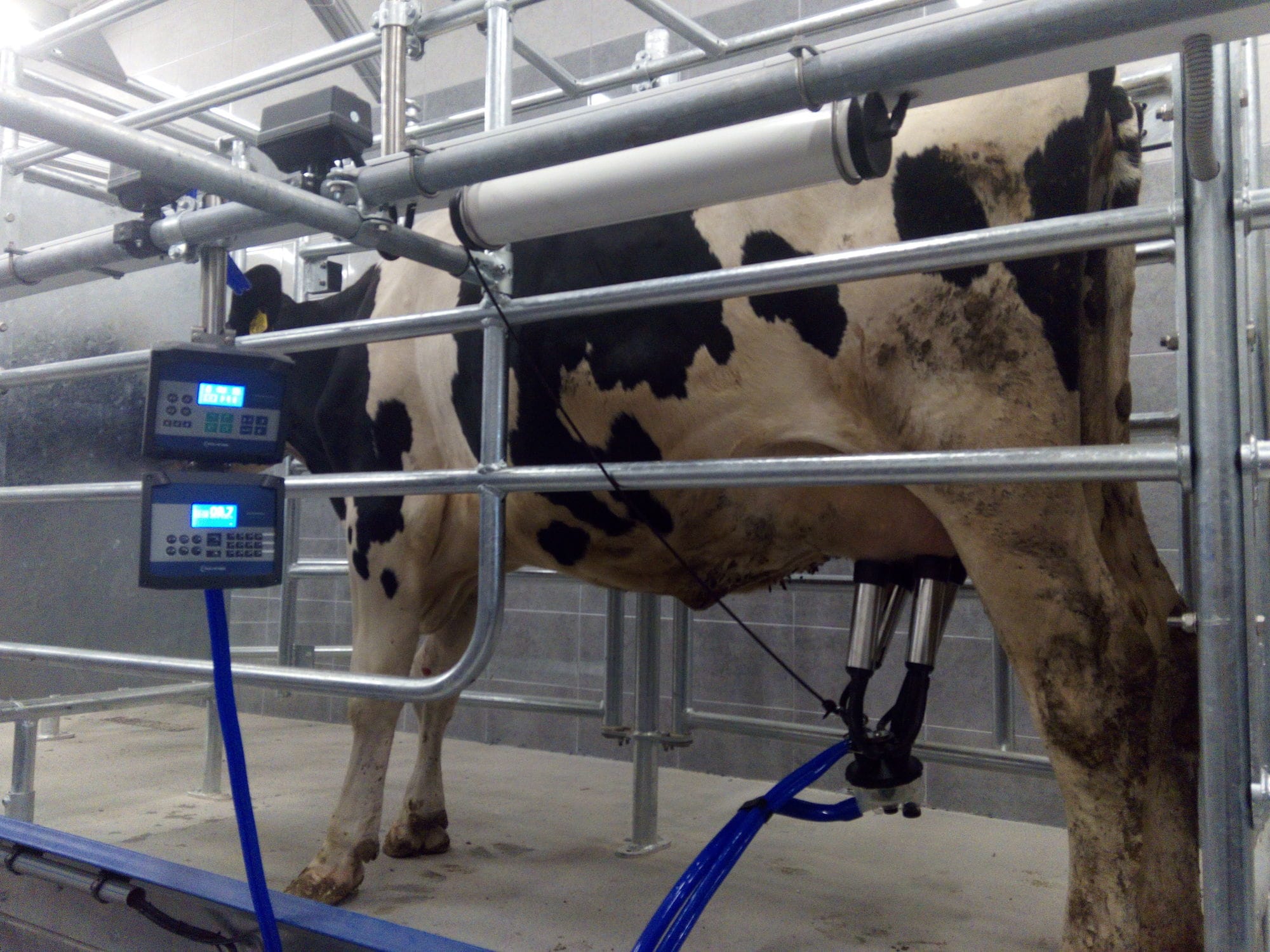 Sala de ordenha em tandem - PANORAMA - POLANES Ltd. - para vacas