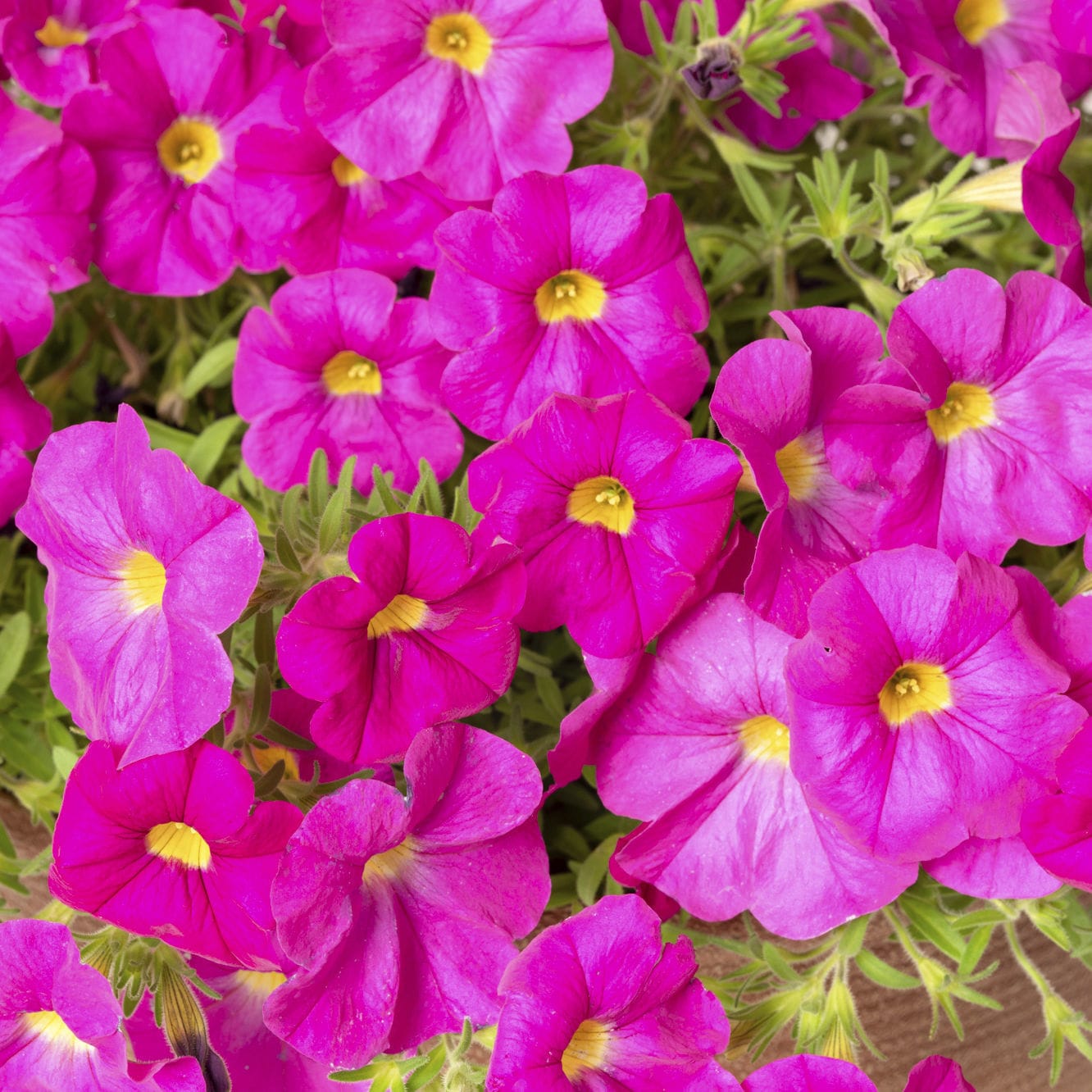Muda de flor anual - SUPERCAL® - Sakata Seed America Inc - rosa