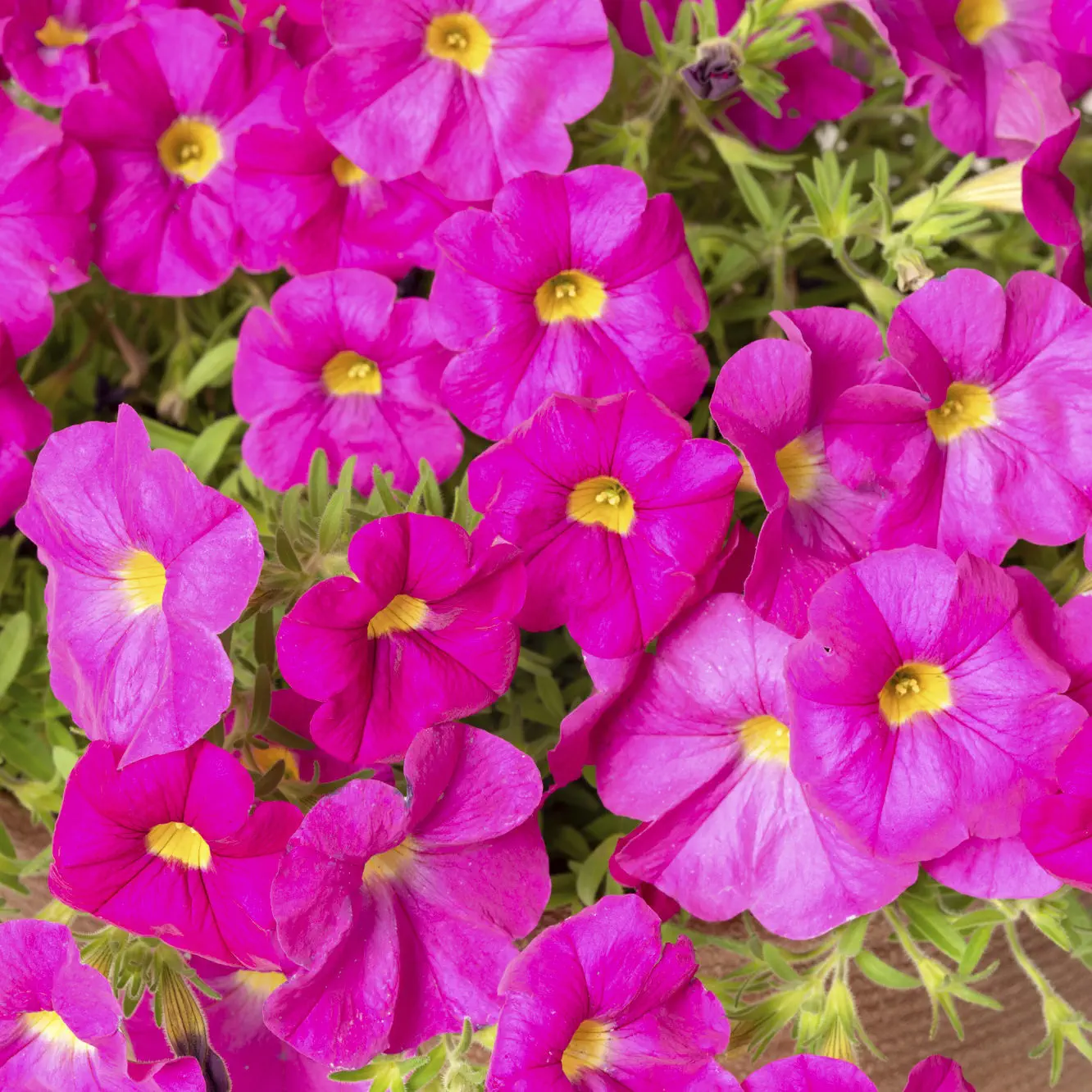 Muda de flor anual - SUPERCAL® - Sakata Seed America Inc - rosa