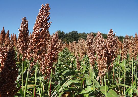 Semente De Sorgo Precoce Arcane Semences De Provence Semiprecoce De Gr Os Resistente