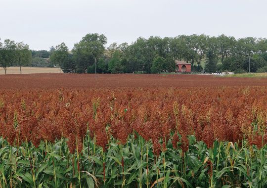 Semente De Sorgo Precoce Armax Semences De Provence Semiprecoce