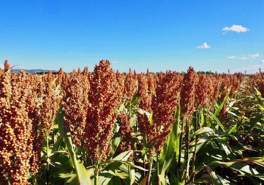 Semente De Sorgo Semitardia Armelia Semences De Provence Tardia