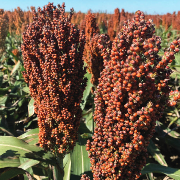 Semente De Sorgo Semiprecoce M Beck S Hybrids De Gr Os