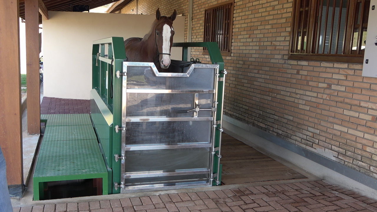 Cavalo de esteira - Cavalos e acessórios - Boca da Mata 1256655255