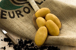 semente de batata precoce