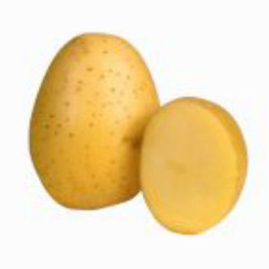 semente de batata precoce