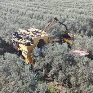 máquina de colheita de azeitona