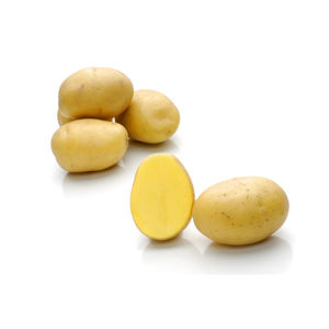 semente de batata precoce