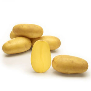 semente de batata precoce