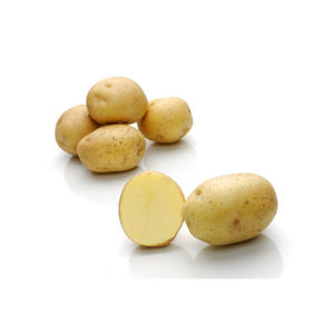 semente de batata semiprecoce