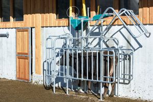 estação de alimentação para vacas